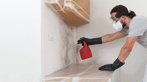Basement Mold Remediation treatment on basement walls in Devon